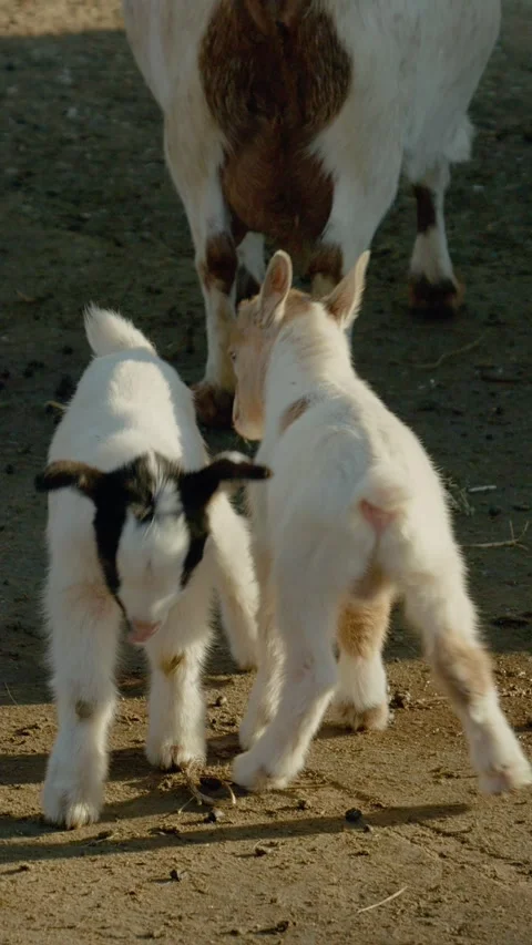 Vertical Screen Two adorable baby goats exploring the farm in the morning light Stock Footage 303584255