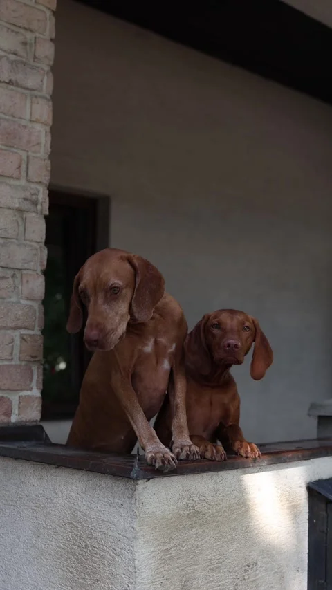 Vertical screen two brown dogs stand close together behind the fence at home wat Stock Footage 314979102