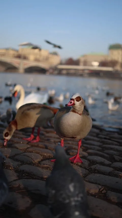 Vertical screen. Various animals, including ducks, pigeons, and a nutria, are ea Stock Footage 303285787