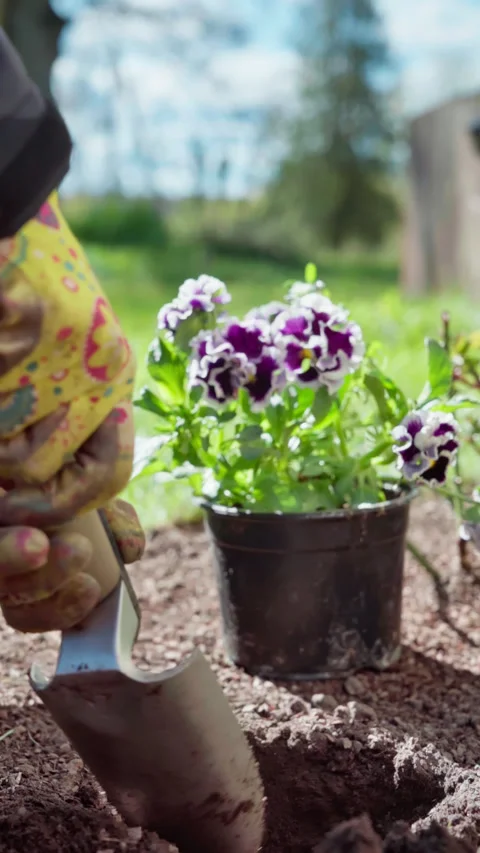 Vertical screen video. Gardener digs a hole in the backyard for planting flowers Stock Footage 313789161
