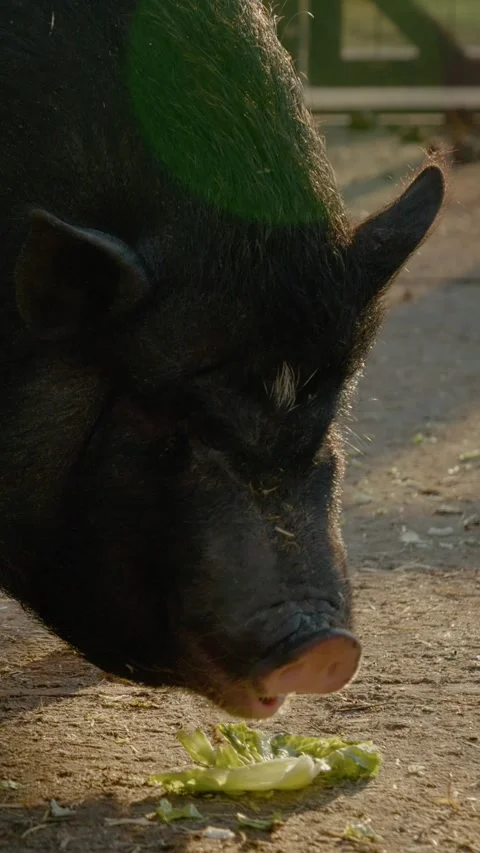Vertical Screen Vietnamese pigs enjoy their vegetarian meal of fresh cabbage Stock Footage 303585969