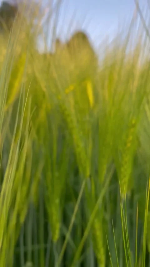 Vertical screen view from the field to the Lonely Temple Stock Footage 296532727