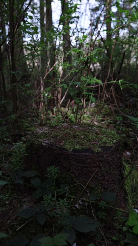 Vertical screen view of a moss-covered tree stump in a dark forest, surrounded b Stock Footage 307699098