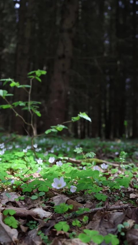 Vertical screen view of wild forest floor covered with clover leaves and delicat Stock Footage 307699085