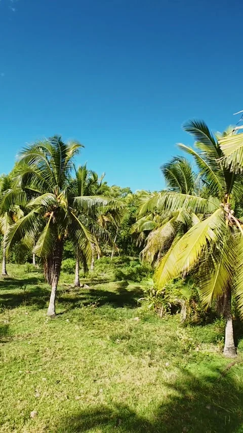 Vertical screen Viewing Tropical Coconut Farm From Above Using Lowflying Drone Stock Footage 333198262