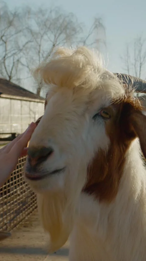 Vertical Screen Visitors enjoy time with goats at a farm on a sunny day Stock Footage 303585889
