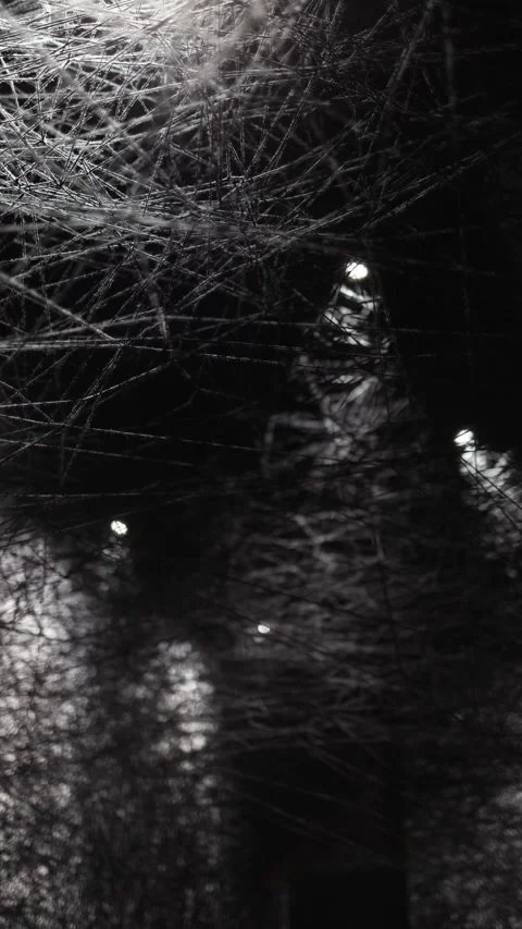 Vertical screen. Webbed lair: A dark passage wrapped in dense, interwoven strand Stock Footage 304459101