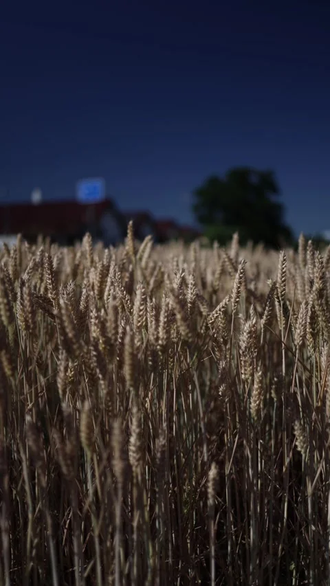 Vertical screen wheat field glows under deep blue sky with ripe golden grain in  Stock Footage 312318187