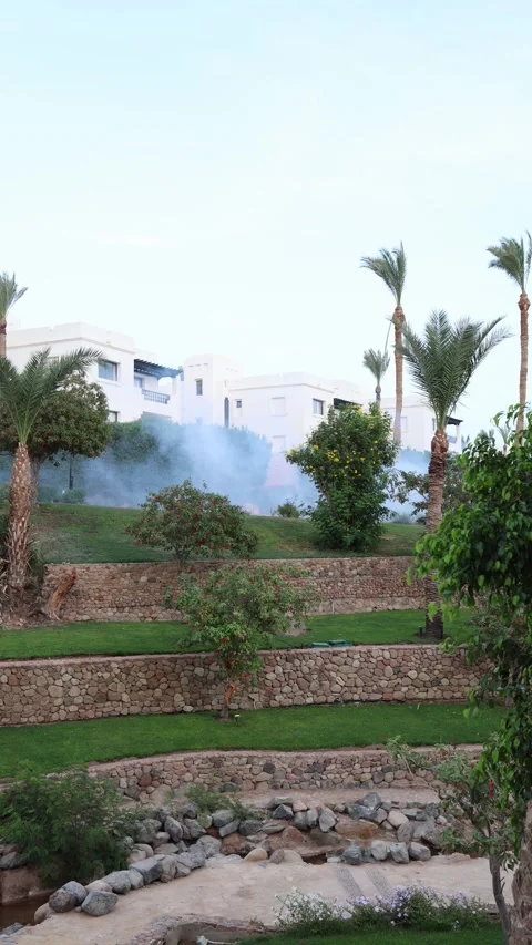 Vertical screen white smoke rises through lush resort garden during insect fumig Stock Footage 310056621
