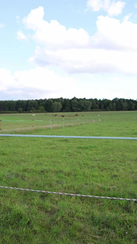 Vertical screen wide green pasture with cows grazing in distance under blue sky  Video stock 318217708
