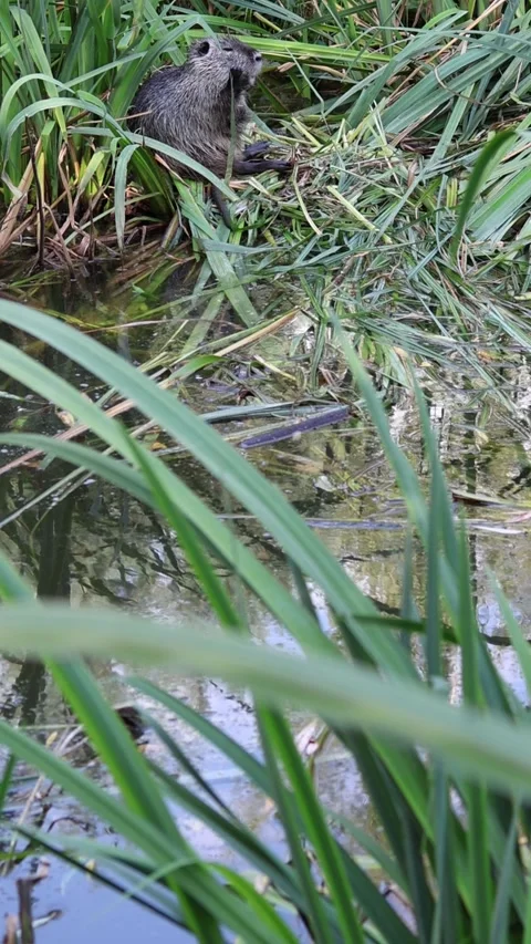 Vertical screen wild nutria sitting among green reeds near water surface calmly  Stock Footage 315413776