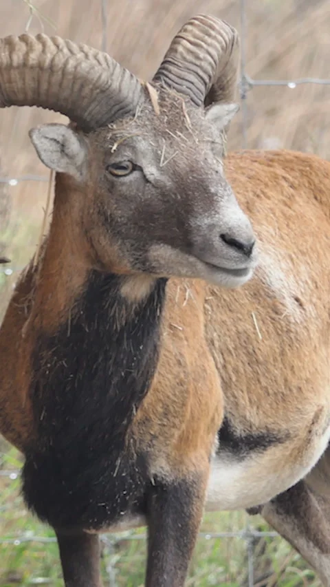 Vertical Screen: Wild ram with big Horns, animal in untouched nature, mouflon in Stock Footage 231311554