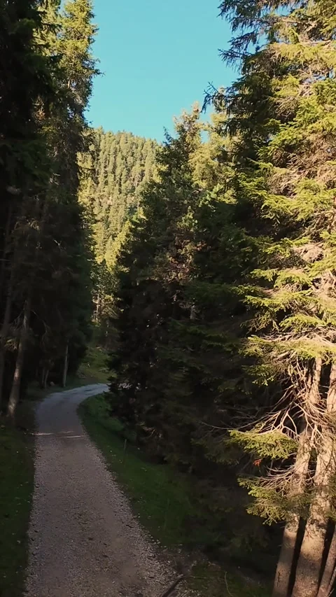 Vertical Screen Winding Forest Path Through Sunlit Pine Woods, Gravel Lane Video stock 323979967