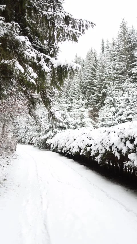 Vertical screen winter path near the forest Stock Footage 299304165