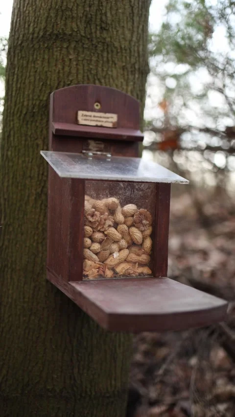 Vertical screen wooden squirrel feeder filled with peanuts mounted on tree in qu Stock Footage 306007671