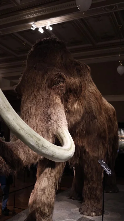 Vertical screen woolly mammoth exhibit in natural history museum under warm ligh Stock Footage 320434327
