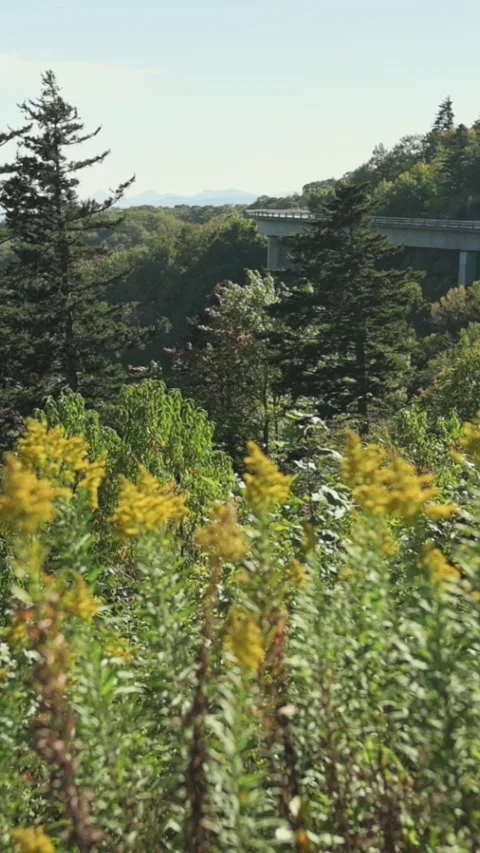 Vertical Screen Yellow Wildflower Meadow With Distant Viaduct And Forested Ridge Video stock 325059622
