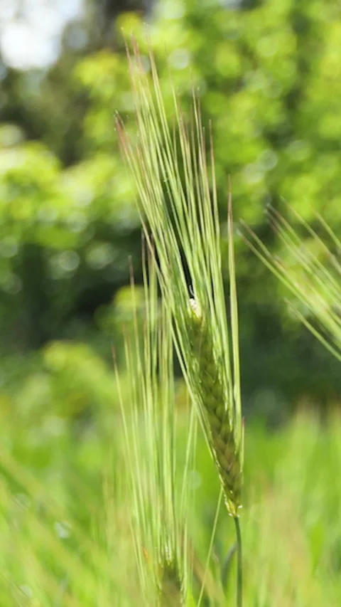 Vertical Screen: Young green ears of wheat. Wheat field grows for bread Stock Footage 231261975