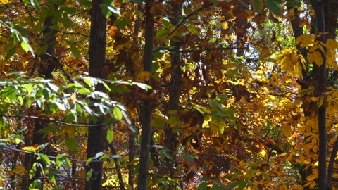 Vertical scrolling video fall foliage Video stock 255175592
