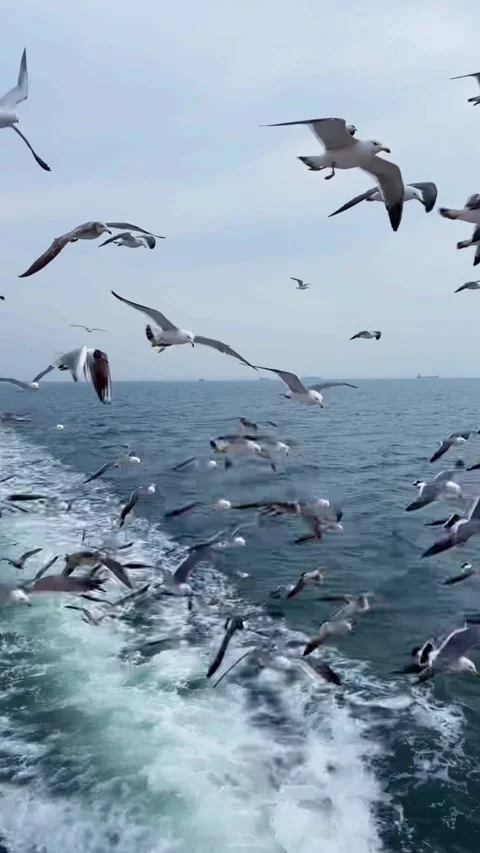 Vertical Seagulls Flying Over Blue Sea Behind Ferry Video stock 334765760