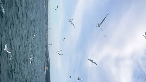 Vertical: seagulls flying over Bosphorus, cloud sky, city on the horizon Stock Footage 239057334