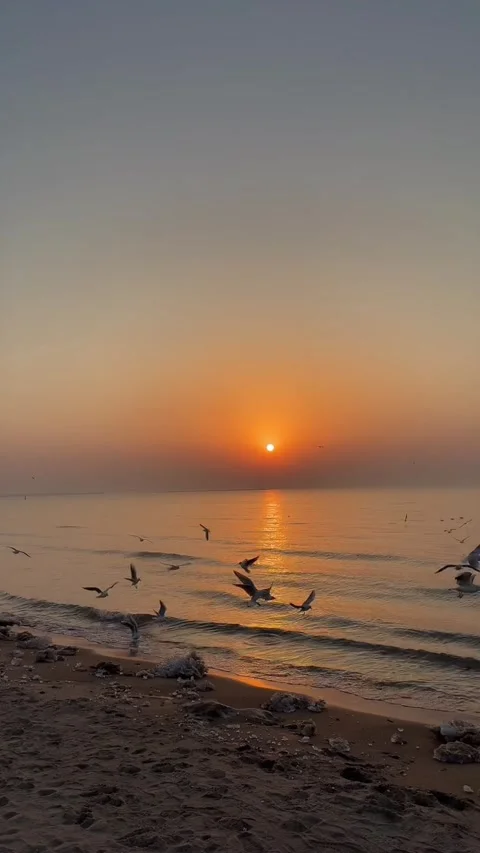 Vertical  Seagulls Flying Over Sea Waves During Golden Sunrise 動画素材 332479508