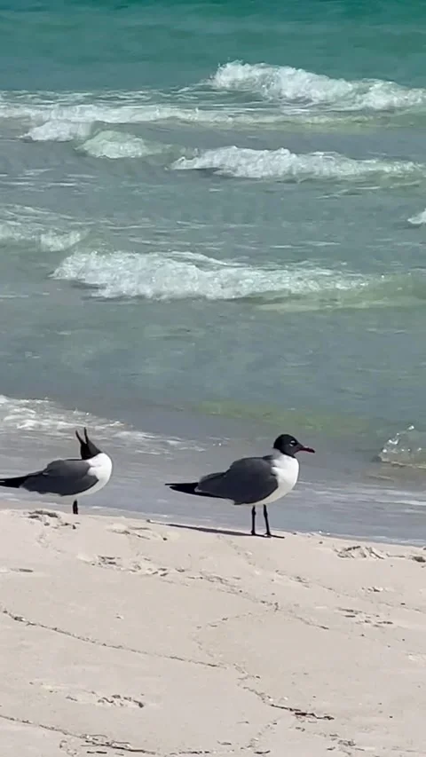 Vertical Seagulls PCB Video stock 301563359