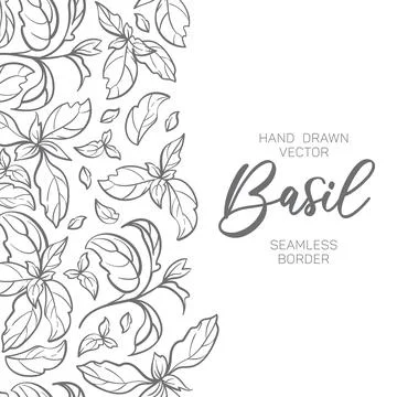 Vertical seamless border of basil leaves with detailed sketch of herbs. Healthy Stock Illustration