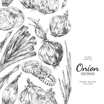 Vertical seamless border with hand drawn different onions sketch style Stock Illustration