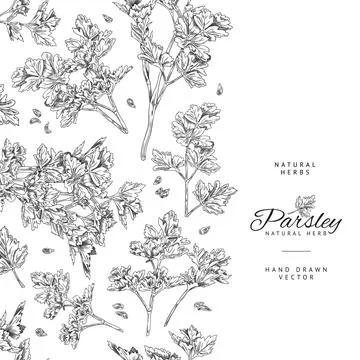 Vertical seamless border with hand drawn monochrome parsley sketch style Stock Illustration