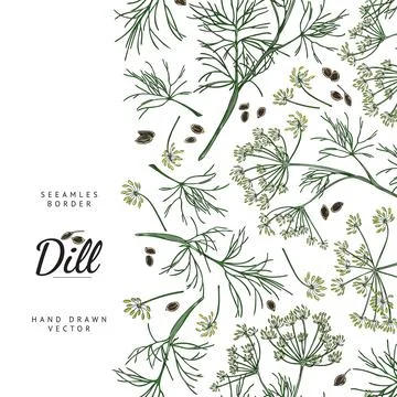 Vertical seamless border with hand drawn green dill plants and seeds sketch s Stock Illustration