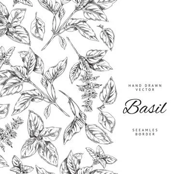 Vertical seamless border with hand drawn basil leaves and flowers sketch style Stock Illustration