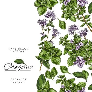 Vertical seamless border with hand drawn colorful oregano plants sketch style Stock Illustration