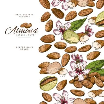 Vertical seamless border with hand drawn colorful almond nuts, flowers and Stock Illustration