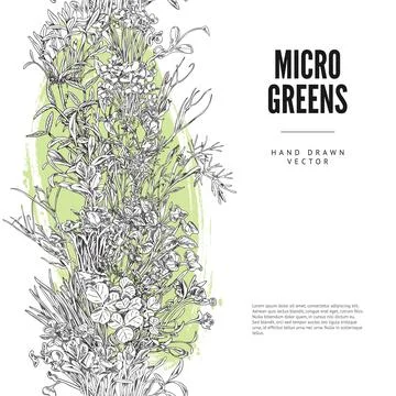 Vertical seamless border with hand drawn different micro green sprouts Stock Illustration