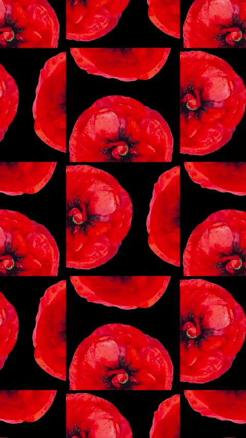 Vertical seamless loop animation of vivid red poppies on deep black background Stock Footage 336612501