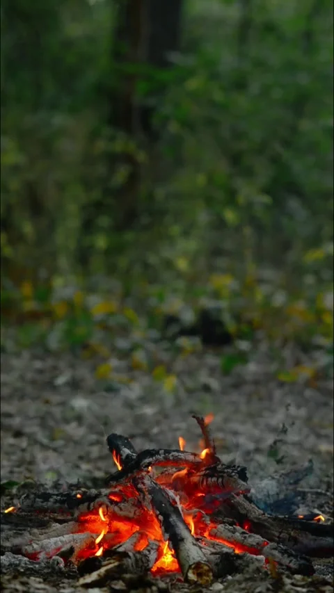 Vertical seamless loop: a campfire burning in the forest with glowing red embers Video stock 343216801