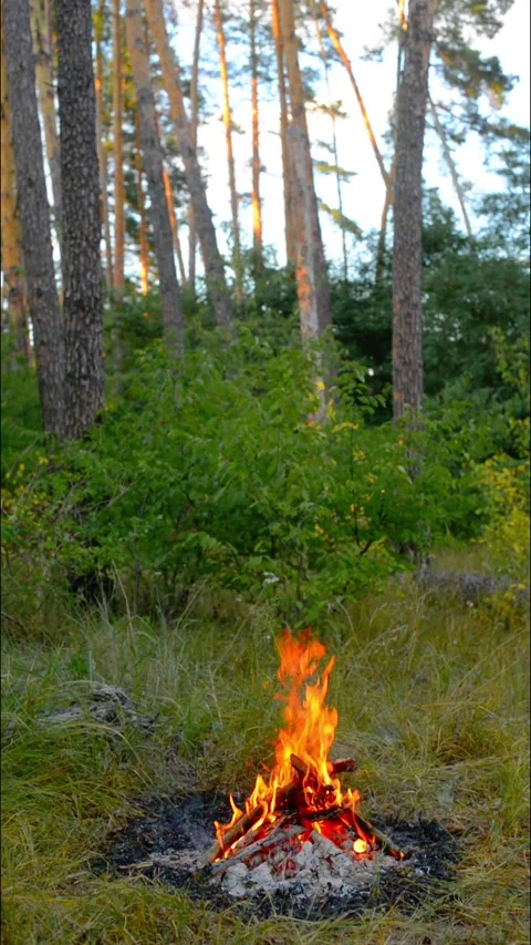 Vertical seamless loop: a campfire in a sunny forest clearing. Video stock 343216758