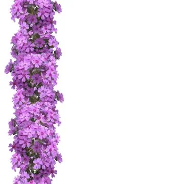 Vertical seamless pattern of flowers phlox. Stock Illustration