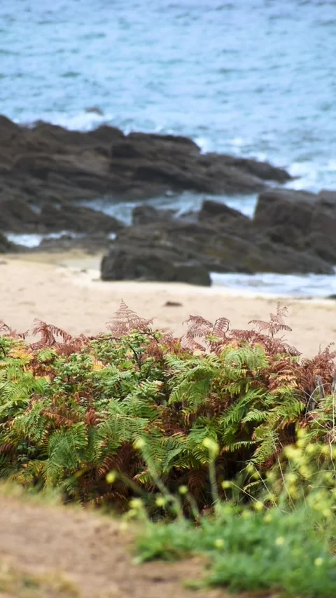 Vertical seaside landscape in Armor Coast, Brittany in France Stock Footage 317167322