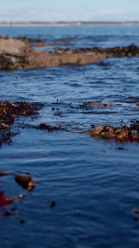 Vertical Seaweed and Waves Among Brittany Coastal Rocks, France Stock Footage 321756256