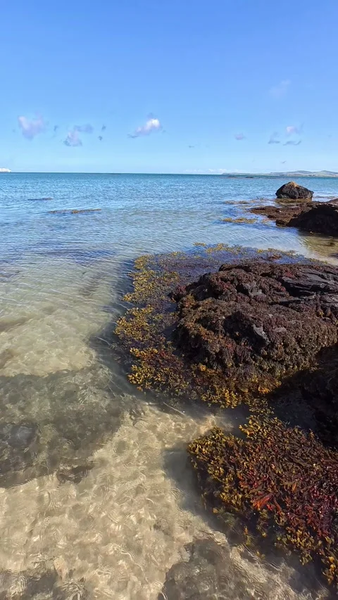 Vertical seaweed floating slow motion transparent paradise ocean tide on welsh Video stock 339088972