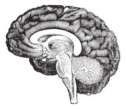 Vertical section of side view of a human brain vintage engraving. Stock Illustration