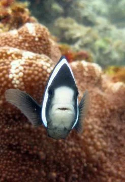 Vertical selective closeup shot of a black and white fish among coral reefs Foto stock