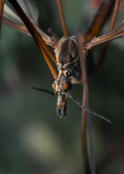 Vertical selective focus macro shot of a tipula luna bug Foto stock