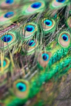 Vertical selective focus shot of beautiful peacock feathers on a wooden surfa 스톡 사진