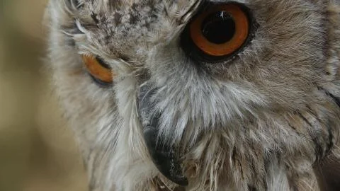 A vertical selective focus shot of a beautiful owl with amazing yellow eyes Stock Photos