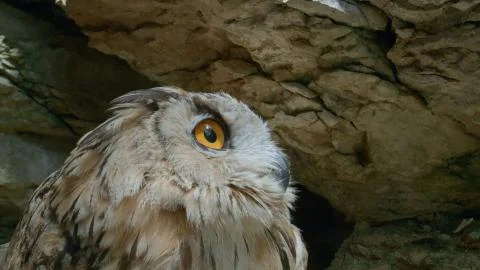 A vertical selective focus shot of a beautiful owl with amazing yellow eyes Stock Photos