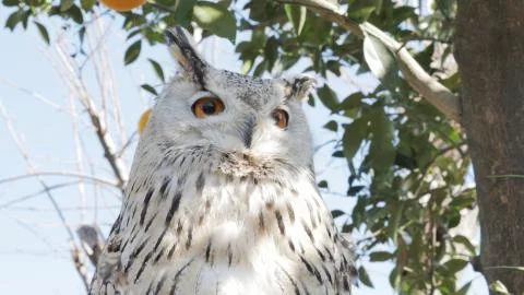 A vertical selective focus shot of a beautiful owl with amazing yellow eyes Stock Photos