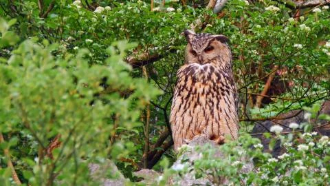 A vertical selective focus shot of a beautiful owl with amazing yellow eyes Stock Photos